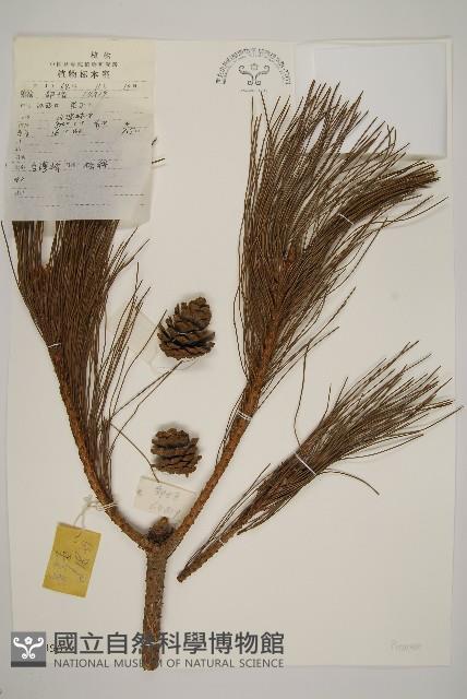 臺灣二葉松藏品圖，第1張
