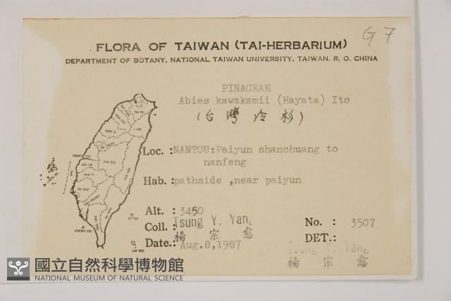 臺灣冷杉藏品圖，第2張