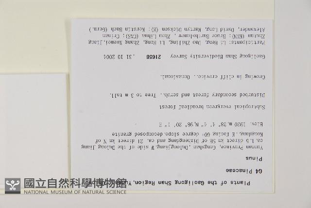 臺灣華山松藏品圖，第2張