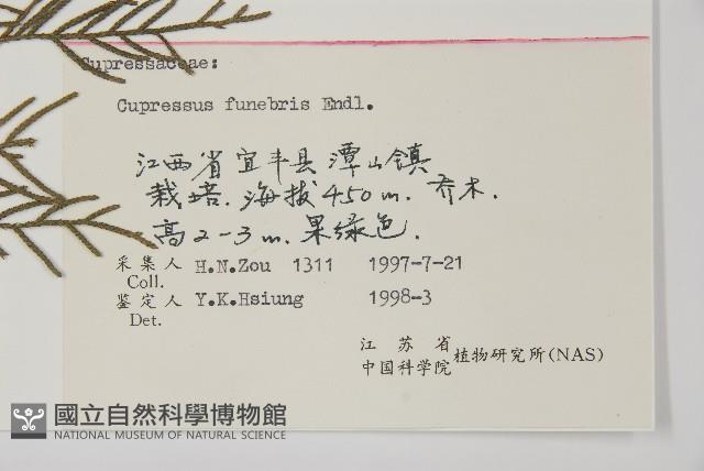 柏木、柏樹藏品圖，第2張