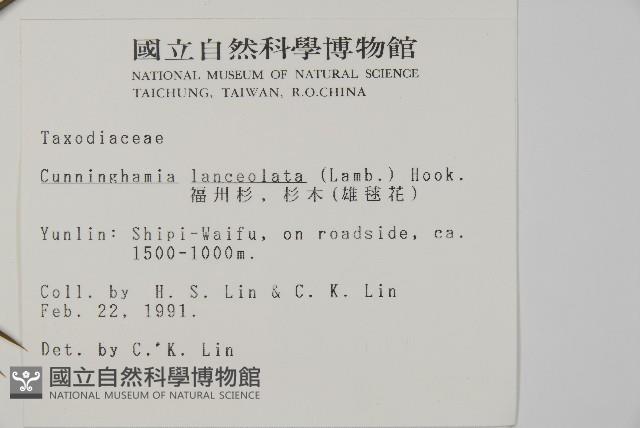 杉木藏品圖，第2張