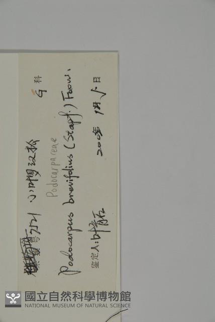 小葉漢松藏品圖，第2張