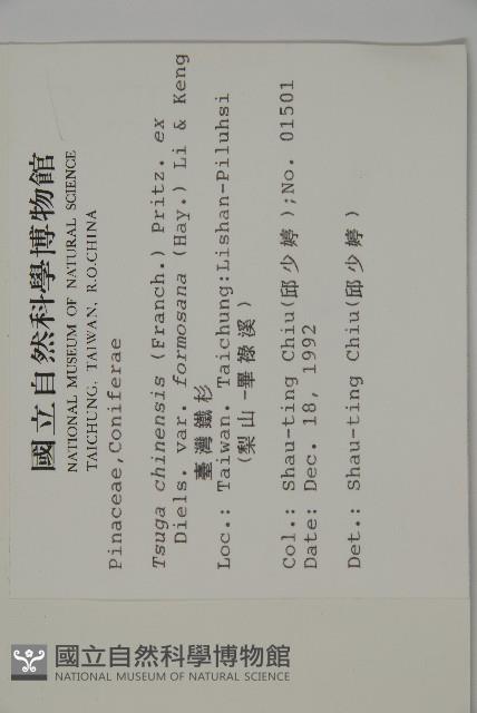 臺灣鐵杉藏品圖，第2張