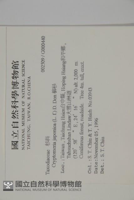 柳杉藏品圖，第2張