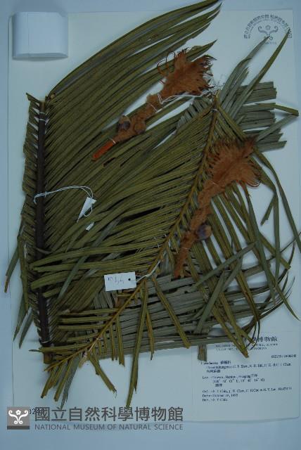 台東蘇鐵藏品圖，第1張