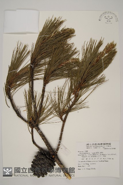 臺灣二葉松藏品圖，第1張