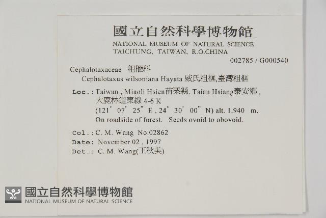 臺灣粗榧、台灣三尖杉藏品圖，第2張