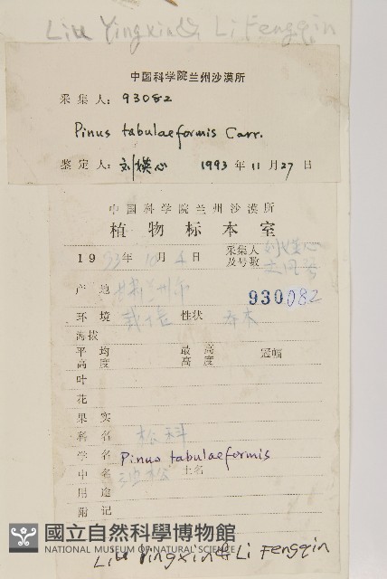 油松藏品圖，第2張