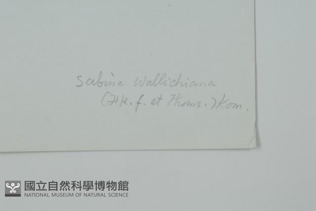 滇藏方枝柏藏品圖，第2張