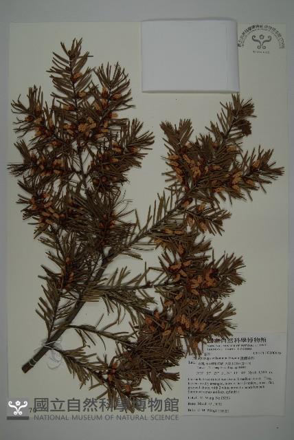 臺灣黃杉藏品圖，第1張