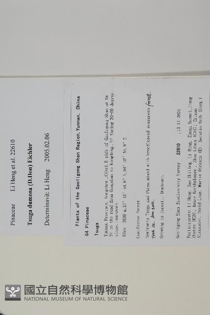 雲南鐵杉藏品圖，第2張