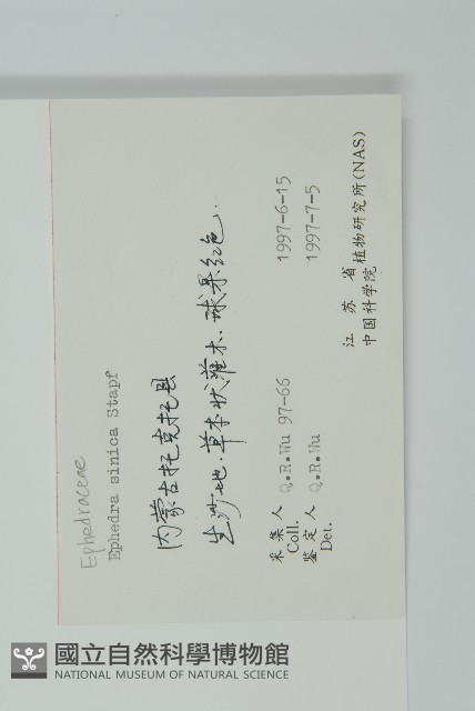 草麻黃藏品圖，第2張