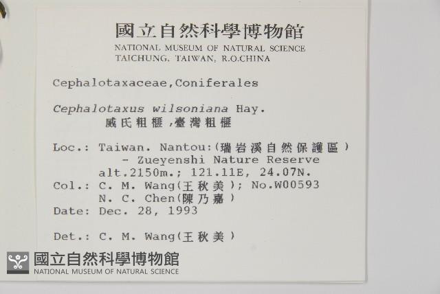 臺灣粗榧、台灣三尖杉藏品圖，第2張