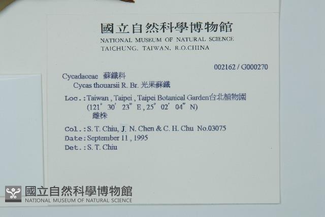 光果蘇鐵藏品圖，第2張