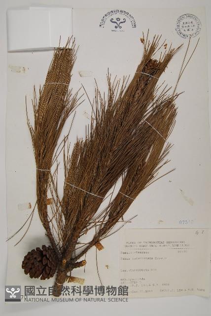 臺灣二葉松藏品圖，第1張