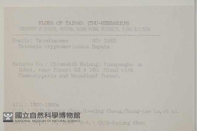 臺灣杉藏品圖，第2張