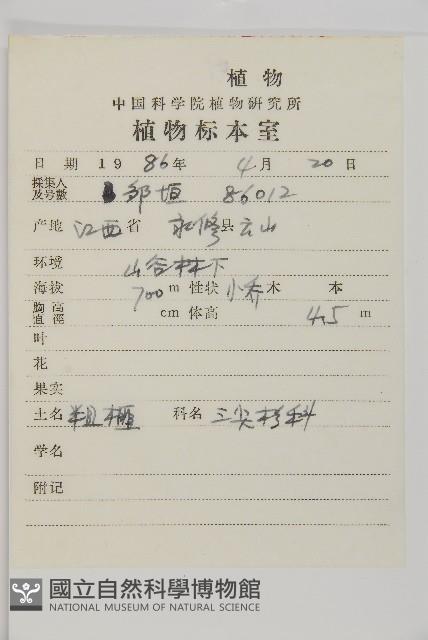 中國粗榧藏品圖，第2張