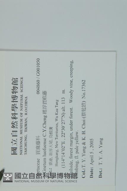 羅浮買麻藤藏品圖，第2張