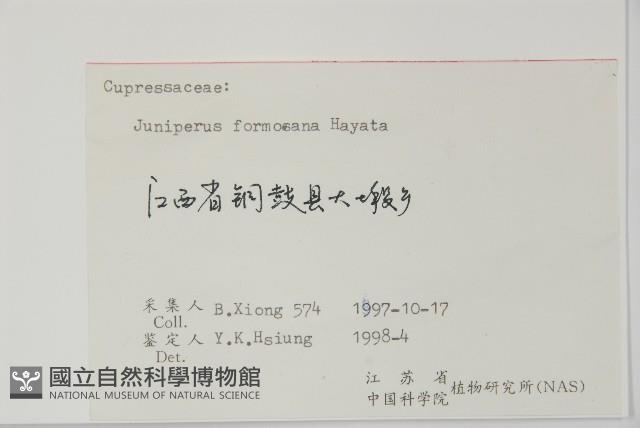 刺柏藏品圖，第2張