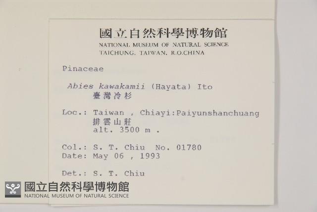 臺灣冷杉藏品圖，第2張