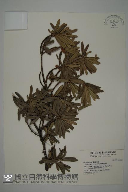 蘭嶼羅漢松藏品圖，第1張