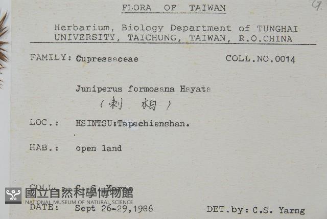 刺柏藏品圖，第2張