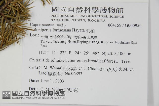 刺柏藏品圖，第2張