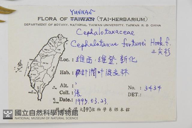 三尖杉藏品圖，第2張