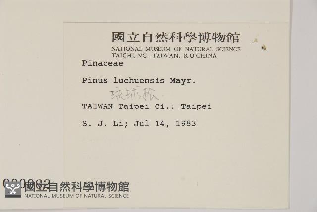 琉球松藏品圖，第2張