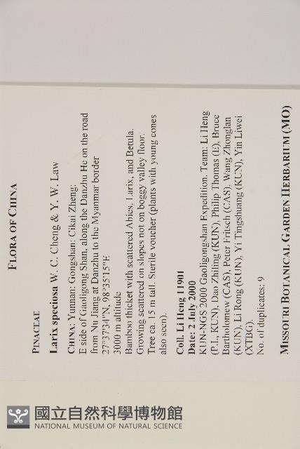 怒江紅杉藏品圖，第2張