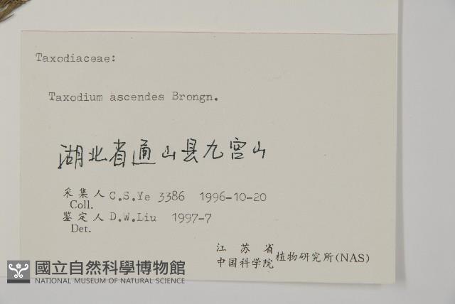 池杉藏品圖，第2張