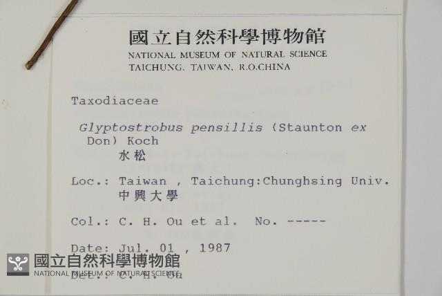 水松、廣東杉藏品圖，第2張