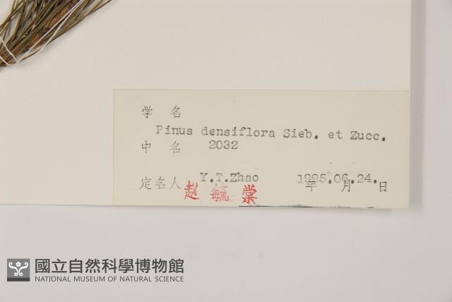 日本赤松藏品圖，第2張