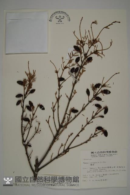 臺灣鐵杉藏品圖，第1張