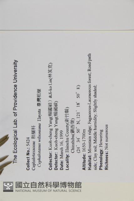 臺灣粗榧、台灣三尖杉藏品圖，第2張