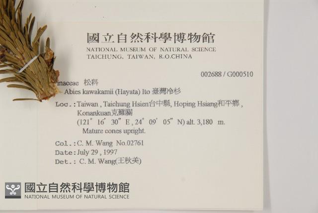 臺灣冷杉藏品圖，第2張