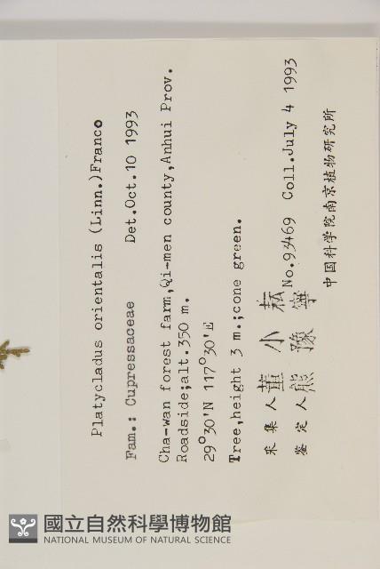 側柏藏品圖，第2張