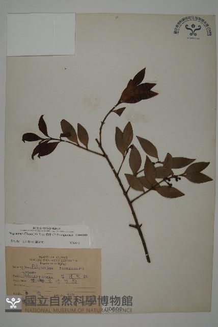 竹柏藏品圖，第1張