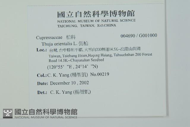 側柏藏品圖，第2張