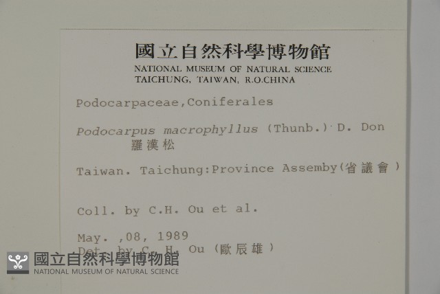 大葉羅漢松藏品圖，第2張