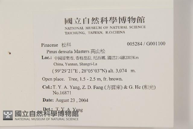 高山松藏品圖，第2張