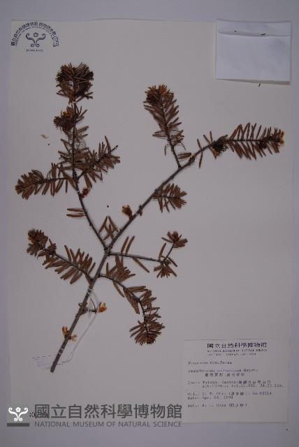 臺灣黃杉藏品圖，第1張