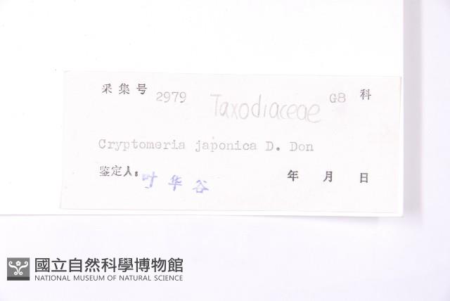 柳杉藏品圖，第2張