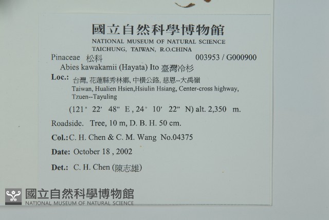 臺灣冷杉藏品圖，第2張