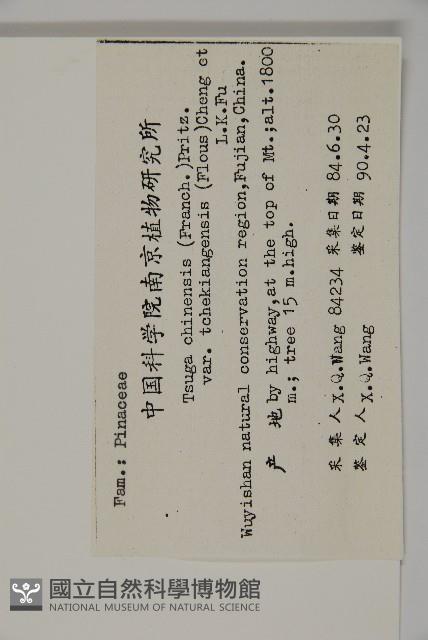 南方鐵杉藏品圖，第2張