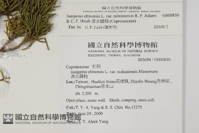 清水圓柏藏品圖，第2張