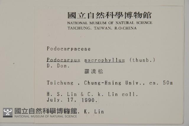 大葉羅漢松藏品圖，第2張