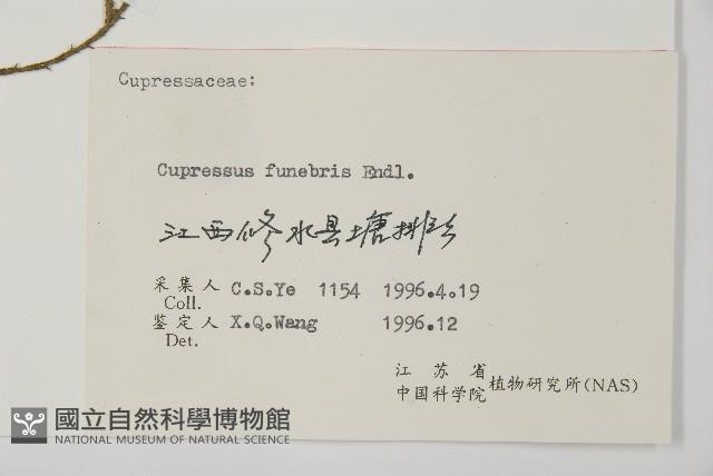 柏木、柏樹藏品圖，第2張