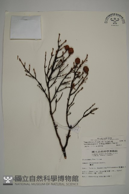 臺灣鐵杉藏品圖，第1張