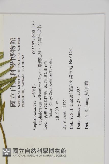 臺灣粗榧、台灣三尖杉藏品圖，第2張